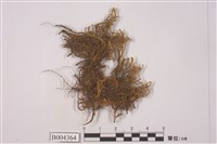 藏品(齒鞭廣萼蘚)的圖片